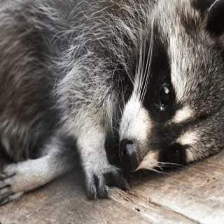😢 mapache, animal, vida salvaje, mamífero, bosque, naturaleza whatsapp sticker