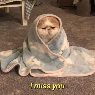 💛 i miss you gato, triste, saudades, fofo, cobertor, animal telegram sticker