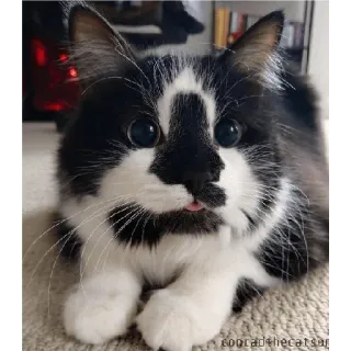 ❤️ cooradethecatsar cat, pet, animal, black and white, cute, adorable telegram sticker