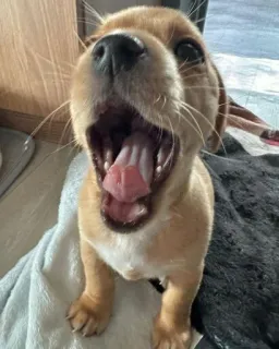 😆 dog, puppy, yawning, animal, cute, domestic animal telegram sticker
