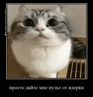 🐱 просто дайте мне пульт от ядерки gatto, carino, meme, animale domestico, animale telegram sticker