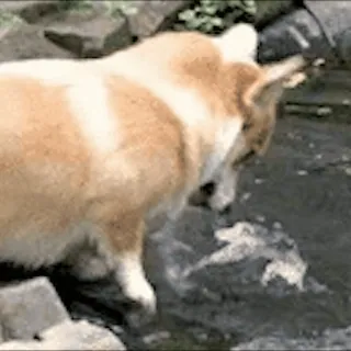😠 perro, corgi, agua, río, lindo, animal telegram sticker