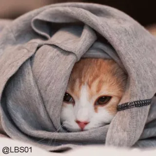 🥱 @LBS01 gato, gatinho, animal de estimação, animal, fofo, cobertor, aconchegante telegram sticker