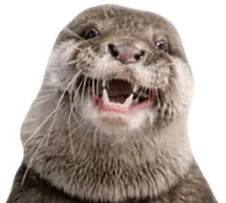 😊 otter, animal, mammal, cute, wildlife, nature telegram sticker