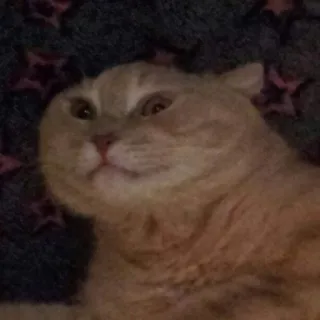 🐱 gato, animal, mascota, felino, gato doméstico, lindo, meme telegram sticker