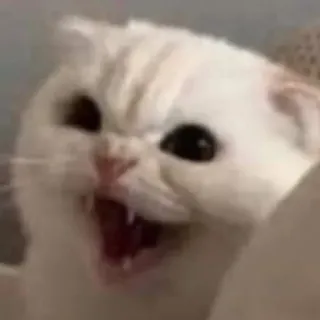 😡 gato, bravo, meme, gato branco, assobiando, animal, felino telegram sticker