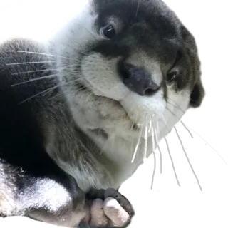 🤨 Выдра, животное, милый, млекопитающее, дикая природа telegram sticker