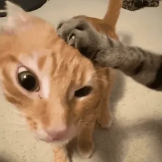 😿 mèo, thú cưng, mèo mướp cam, động vật, mèo nhà, mèo telegram sticker