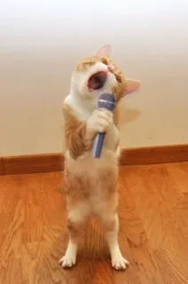 🥳 cat, microphone, singing, animal, pet, entertainment telegram sticker