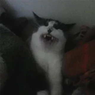 😾 kot, koci, zwierzę, domowy, zwierzę domowe, ziewanie telegram sticker