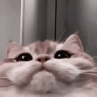 ❤️ 猫, 宠物, 动物, 可爱, 家养, 猫科动物 telegram sticker