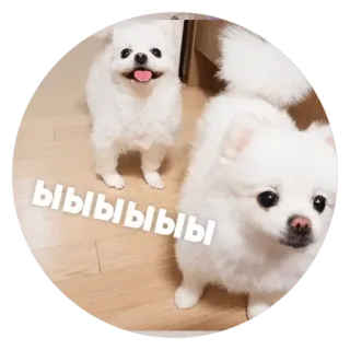 ✳️ ыыыыыыыы dog, cute, white, pomeranian whatsapp sticker
