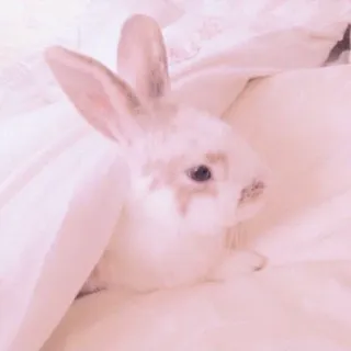 🐰 bunny, rabbit, animal, pet, cute, white, furry whatsapp sticker