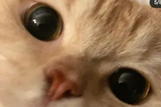 😺 кот, животное, питомец, глаза, крупный план, милый telegram sticker