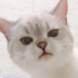 😐 cat, animal, pet, mammal, domestic cat, feline whatsapp sticker