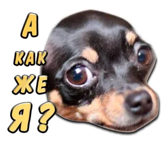 😩 А как же Я? perro, ruso, pregunta, lindo, animal telegram sticker