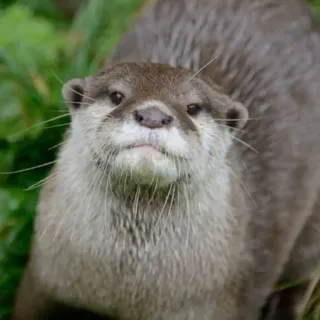 🦦 Nutria, Animal, Fauna, Mamífero, Naturaleza telegram sticker