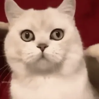 🐱 kot, biały kot, zwierzę, słodki, zwierzak, kociak, koci telegram sticker