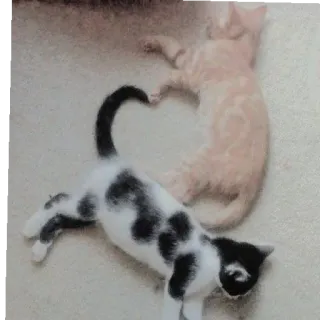 ❤️ 猫, 動物, ハート, ペット, 愛, かわいい telegram sticker