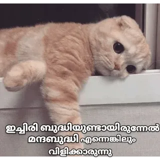😂 ഇച്ചിരി ബുദ്ധിയുണ്ടായിരുന്നെങ്കിൽ മരബുദ്ധി എന്നെക്കിലും വിളിക്കാമായിരുന്നു kat, verdrietig, lui, raam, verveeld telegram sticker