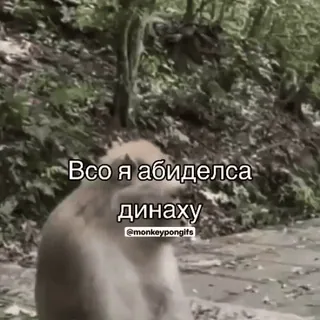 🌟 Всо я абиделса
динаху monkey, offensive, animal, forest, upset telegram sticker