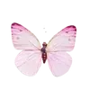 🦋