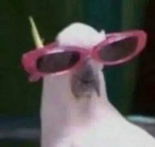 😎 Vogel, Kakadu, Sonnenbrille, cool, Tier, lustig whatsapp sticker