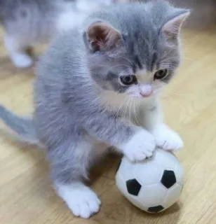 🎀 kitten, cat, soccer ball, animal, cute whatsapp sticker