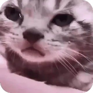 🥲 猫, 子猫, 動物, かわいい, ペット, 哺乳類 telegram sticker