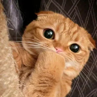 🐈 고양이, 주황 고양이, 귀여운, 애완동물, 새끼 고양이, 동물 telegram sticker
