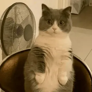 🐈 고양이, 귀여운, 사랑스러운, 동물, 회색, 흰색, 애완동물 telegram sticker