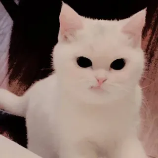 😡 แมว, สีขาว, สัตว์, น่ารัก, ลูกแมว telegram sticker