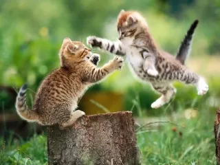 ❤ cats, kittens, fighting, playing, animals, cute, outdoors, playful telegram sticker