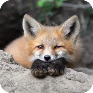 🙂 telegram sticker