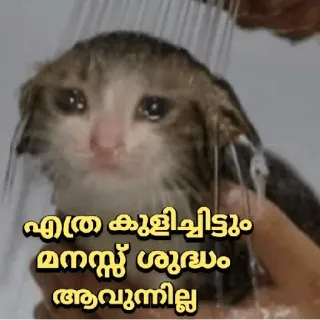 🥲 എത്ര കുളിച്ചിട്ടും മനസ്സ് ശുദ്ധം ആവുന്നില്ല cat, shower, sad, kitten, water telegram sticker