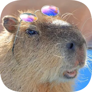 😎 capybara telegram sticker