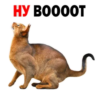 😔 НУ ВООООТ gato, russo, adesivo, engraçado, animal whatsapp sticker