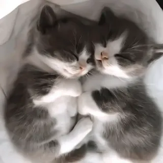 ♻️ gatitos, gatos, animales, durmiendo, lindo telegram sticker