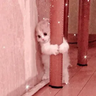 👀 кот, котенок, милый, животное, питомец, каваи telegram sticker