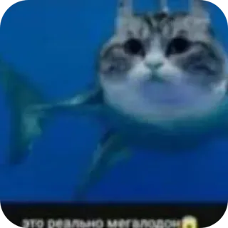 🐱 это реально мегалодон cat, shark, megalodon, funny, animal, meme telegram sticker