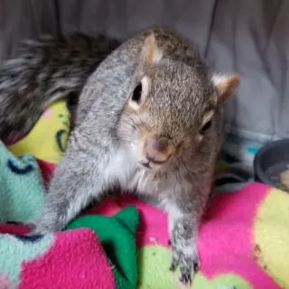 🐿 squirrel, animal, wildlife, cute telegram sticker