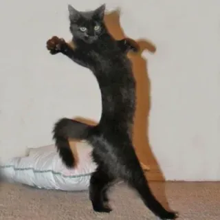 😭 кот, черный кот, животное, смешной, танцующий кот telegram sticker