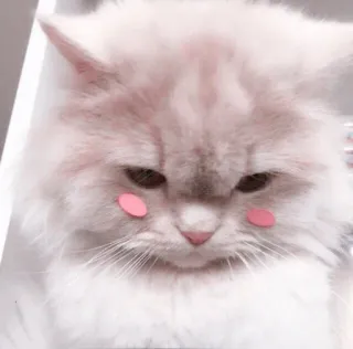 🌷 kat, schattig, sticker, fluffy, huisdier telegram sticker