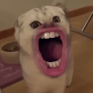 😲 chien, animal, drôle, bouche, visage, mème telegram sticker