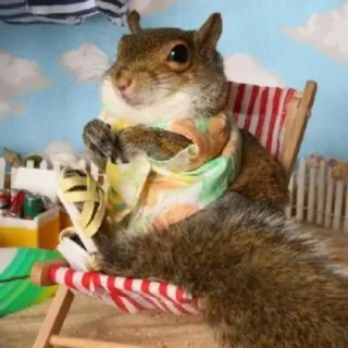 🐿 squirrel, beach, vacation, animal, relaxation telegram sticker