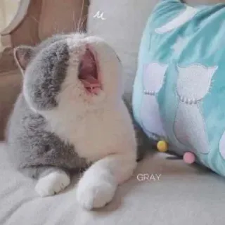 😴 GRAY 猫, グレー, 可愛い, 動物, 子猫, ペット, ペット telegram sticker