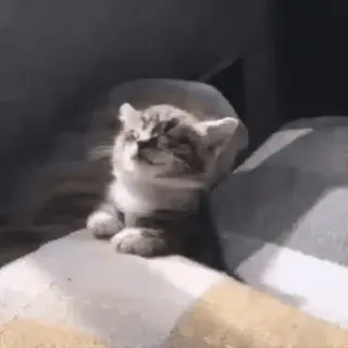 🌟 кот, животное, милый, котенок, домашнее животное, домашнее животное whatsapp sticker