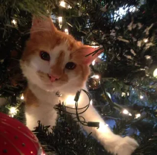 🤩 cat, christmas tree, pet, animal, holiday, cute, kitten telegram sticker
