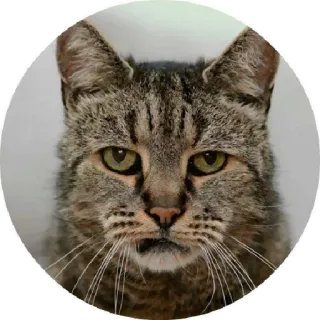 😑 chat, animal, tigré, domestique, animal de compagnie, félin telegram sticker