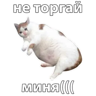 😞 не торгай
миня((((( cat, sad, crying, meme, sticker whatsapp sticker